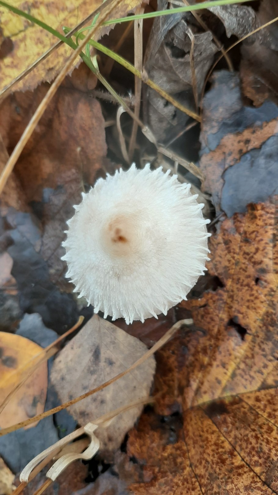 Зонтик фиолетовый гриб