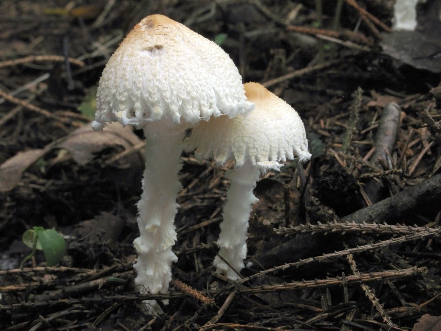 Лепиота пильчатая