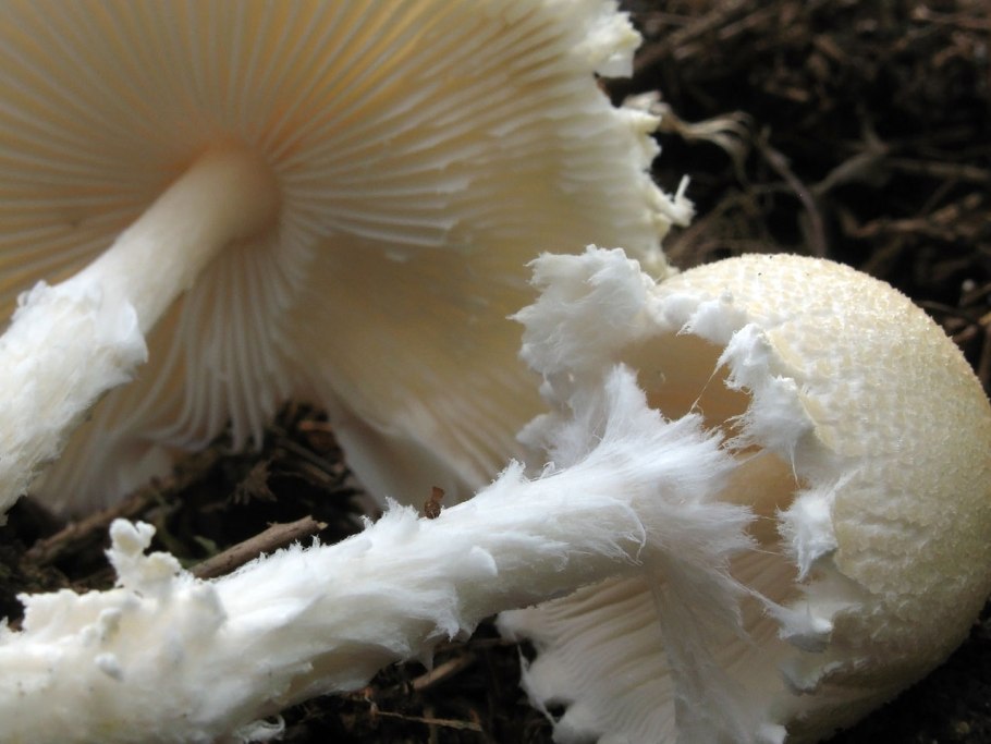 Гриб зонтик девичий macrolepiota puellaris