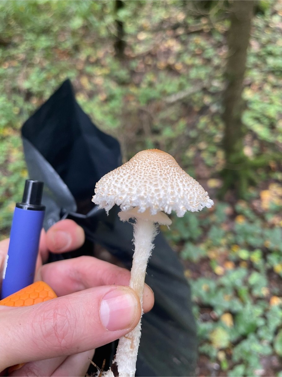 Зонтик пёстрый macrolepiota procera