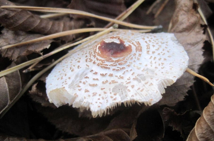 Лепиота луговая