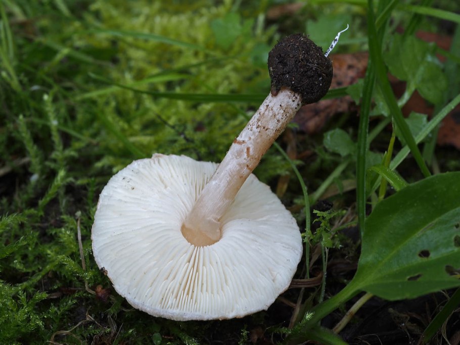 Лепиота бредиссона