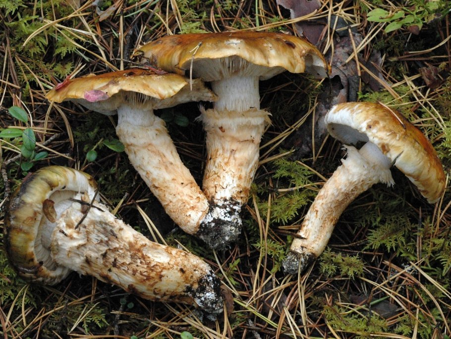 Рядовка Тополевая Tricholoma populinum