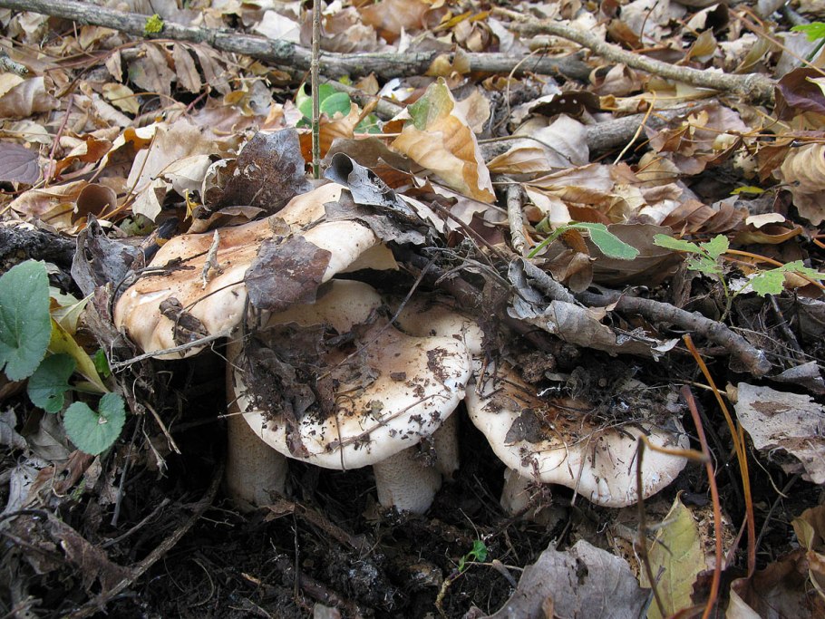Рядовка пятнистая (Tricholoma pessundatum)