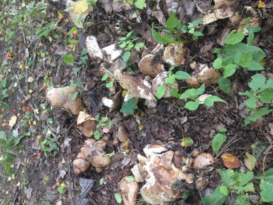 Гриб рядовка тополевая