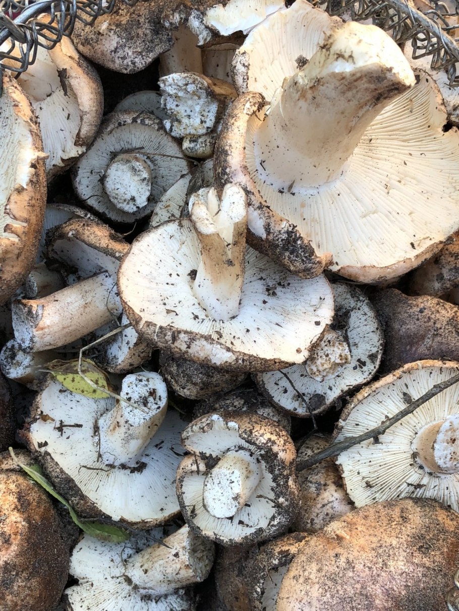 Гриб Тополевка рядовка