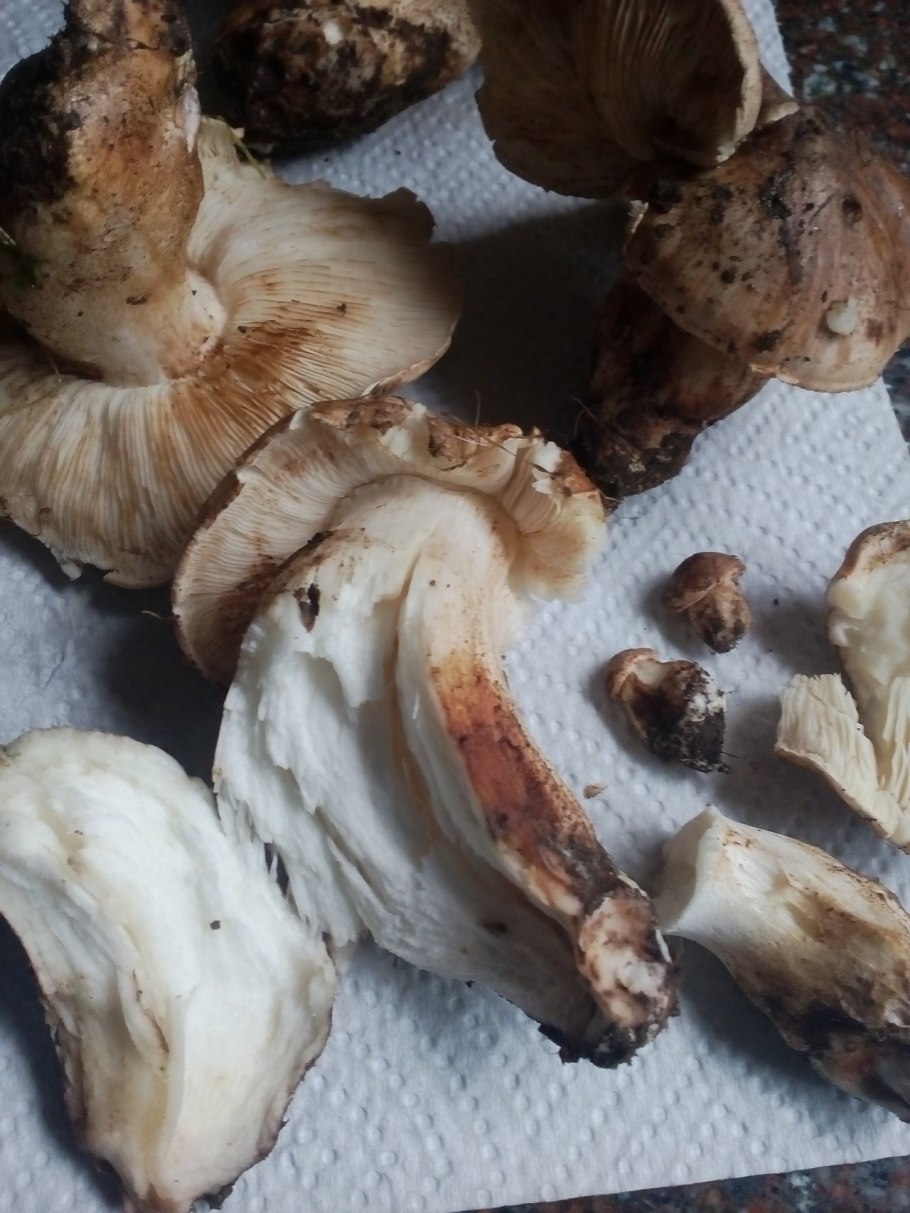 Рядовка Тополевая Tricholoma populinum