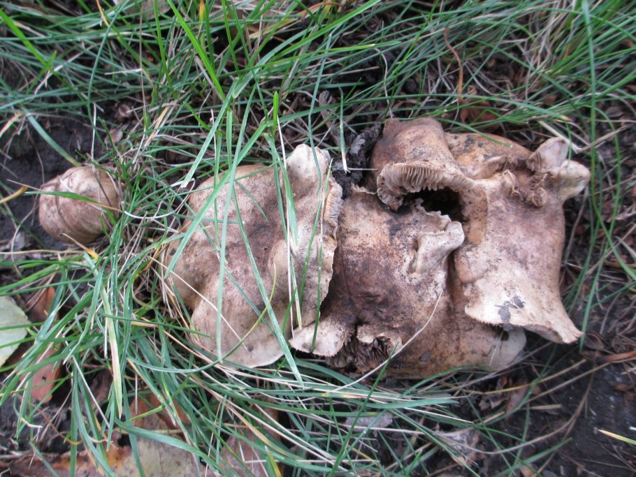 Осенние грибы рядовки