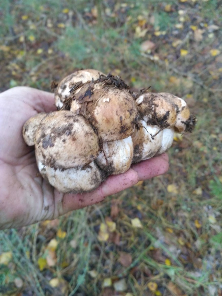 Рядовка Тополевая Tricholoma populinum