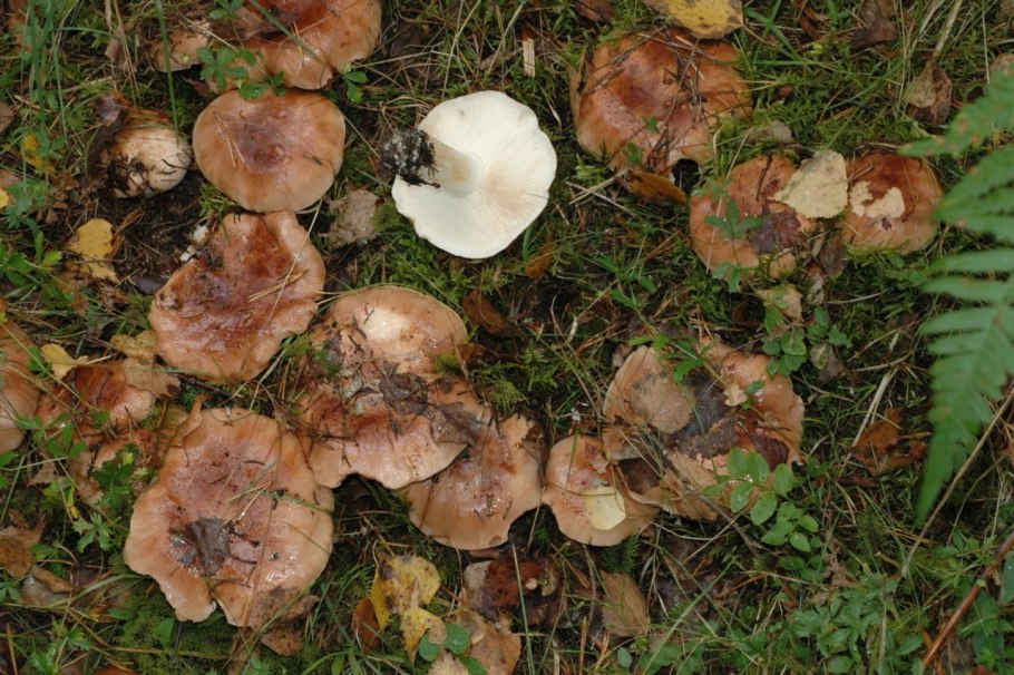 Рядовка коричневая tricholoma imbricatum