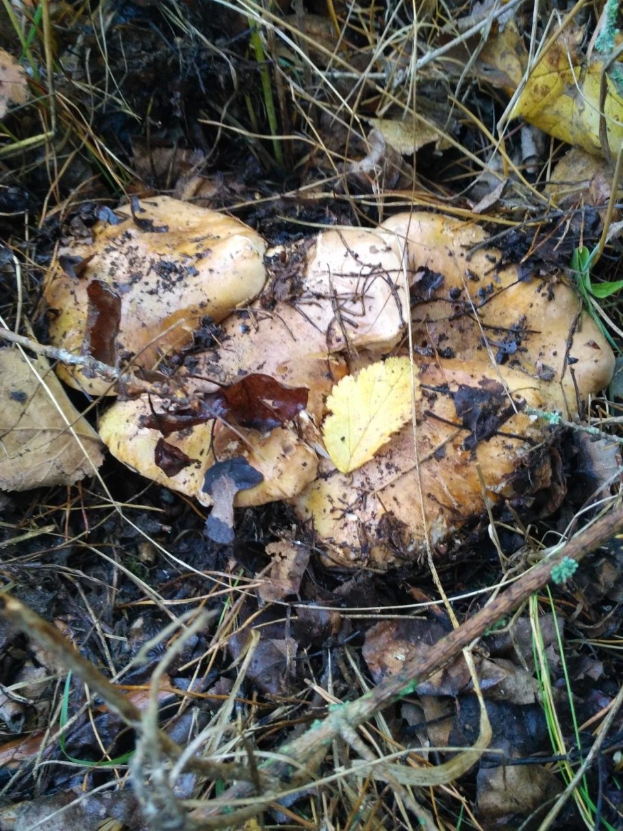 Рядовка Тополевая Tricholoma populinum