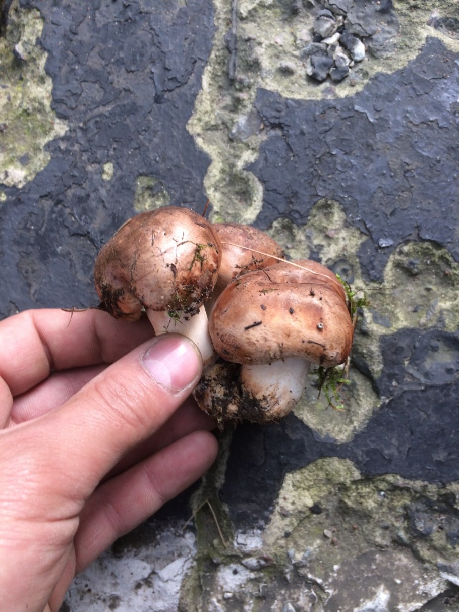 Гриб Тополевка рядовка