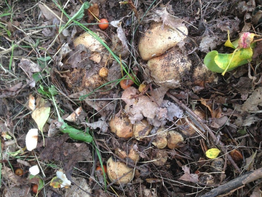 Чешуйчатка Тополевая