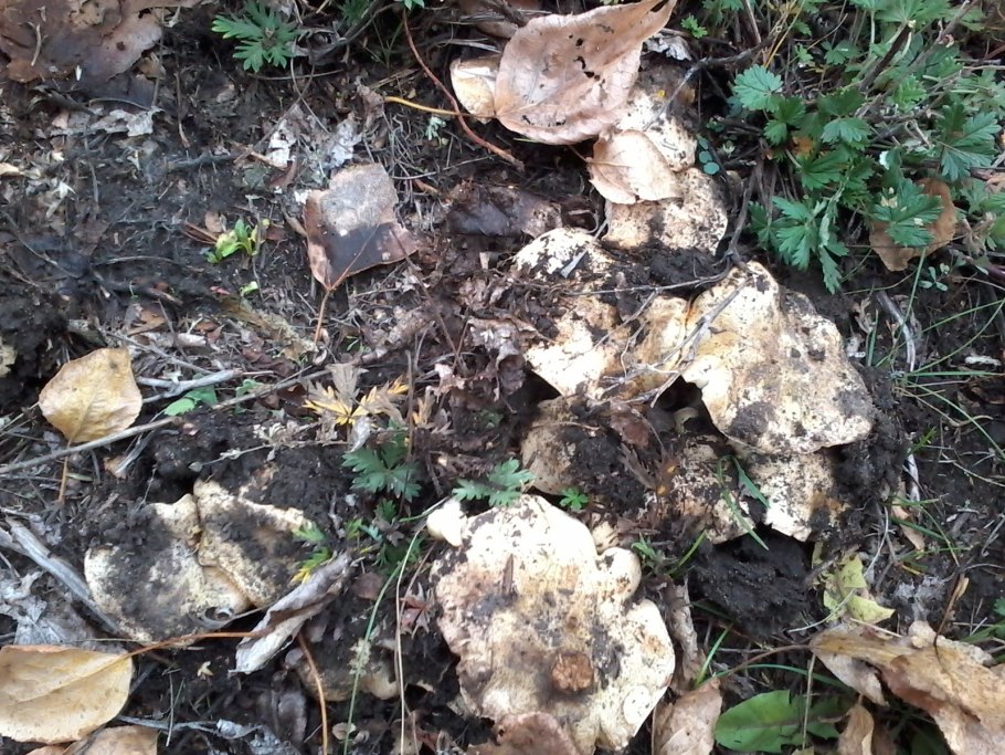 Опята Тополиная рядовка