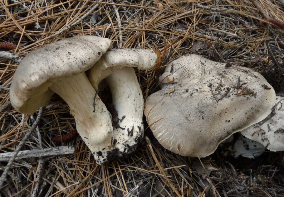 Tricholoma populinum