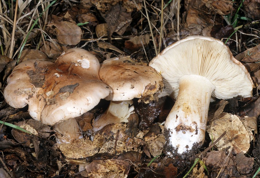 Рядовка пятнистая (Tricholoma pessundatum)