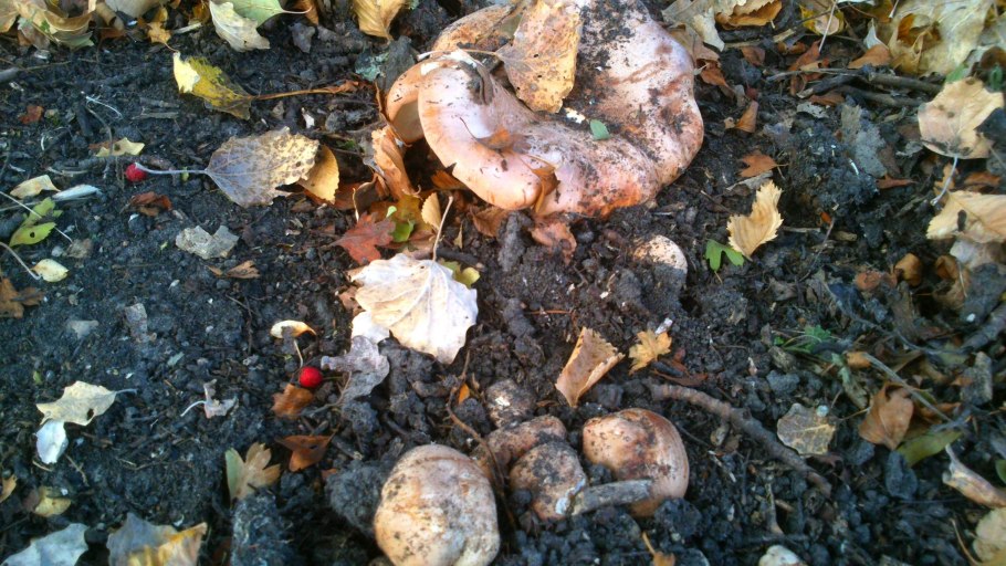 Подтопольники Алтайский край