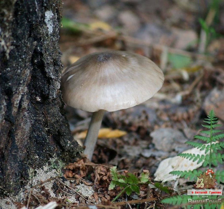 Плютей Олений Pluteus cervinus