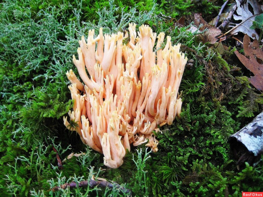 Грибы козьи рога