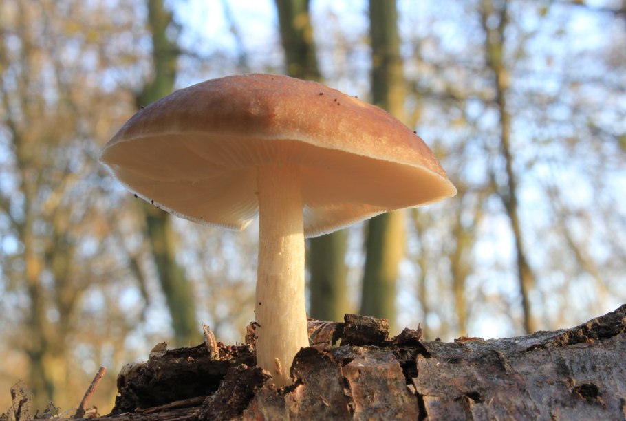 Гриб Олений язык