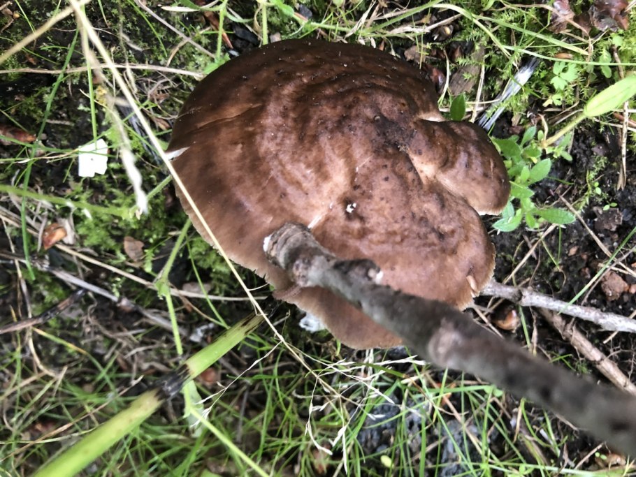 Распознать гриб