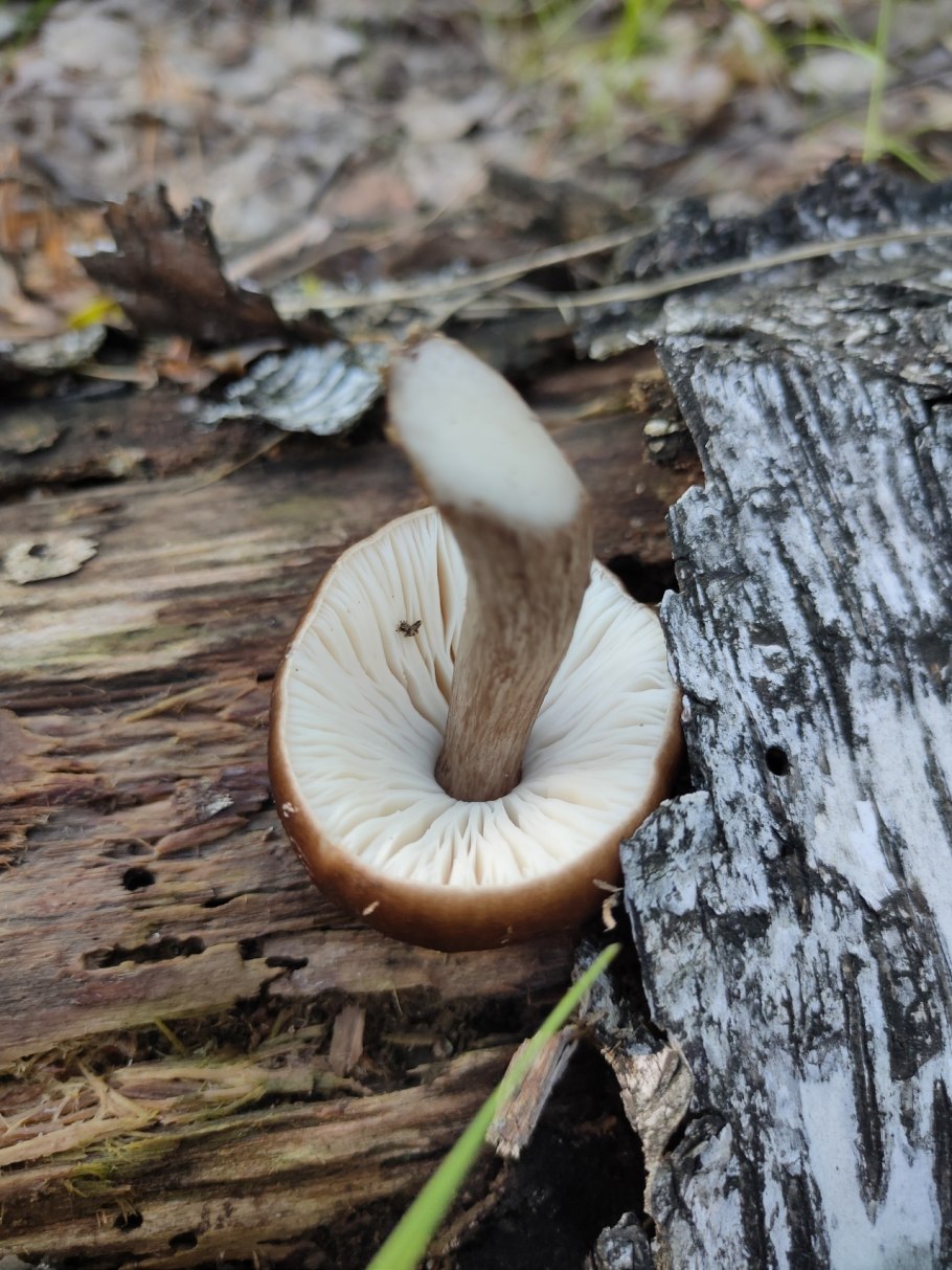 Плютей Олений Pluteus cervinus