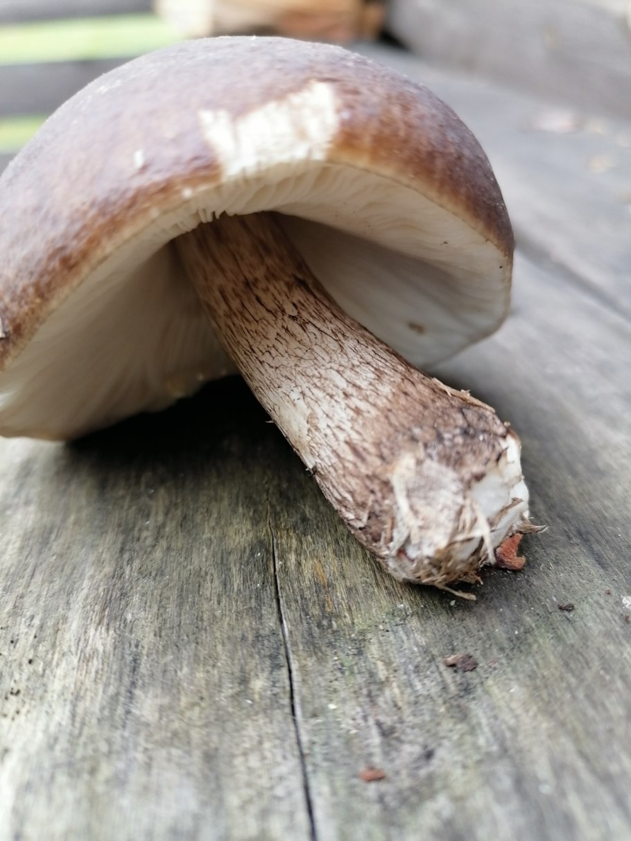 Оленьи рожки грибы