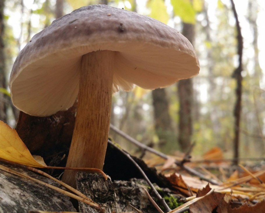 Олений гриб Плютей Олений