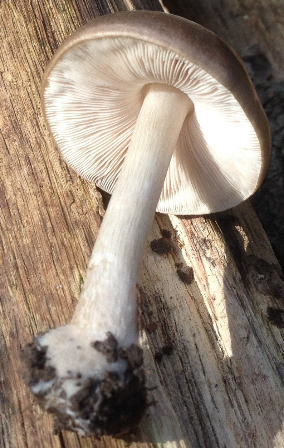 Оленьи рожки грибы Рамария