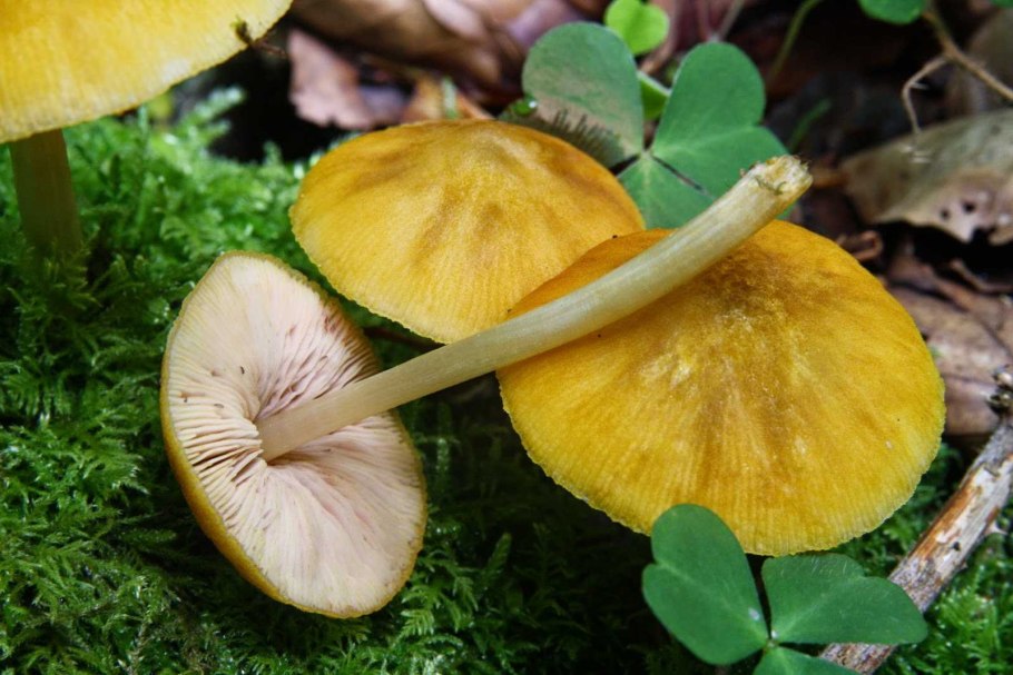 Олений гриб фото