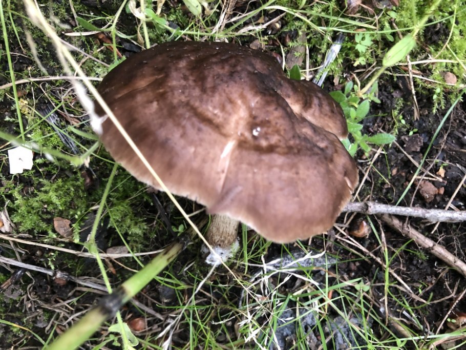 Оранжевый гриб Оленьи рожки