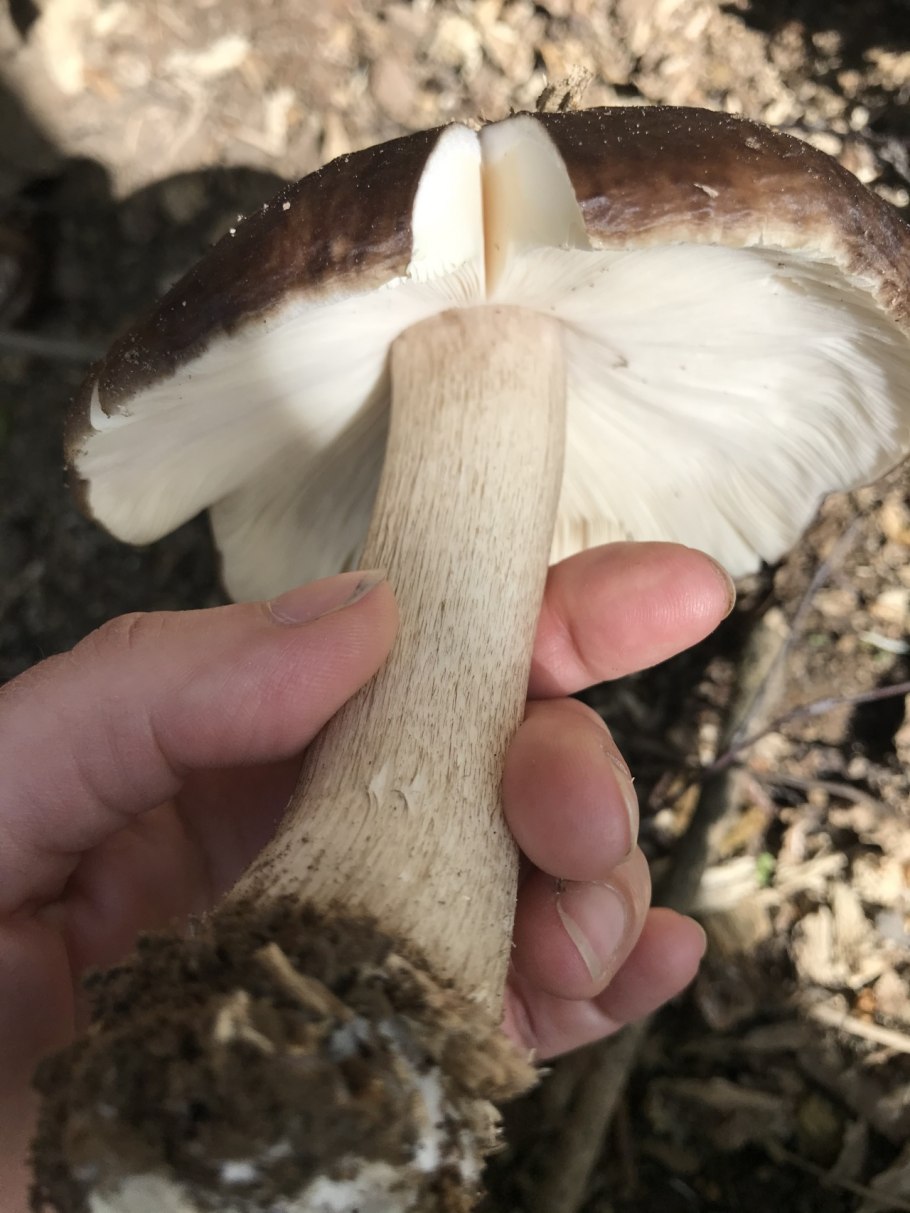 Плютей Олений гриб съедобность