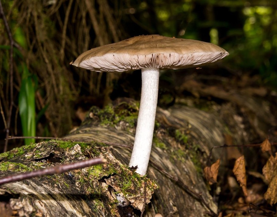 Плютей Олений гриб