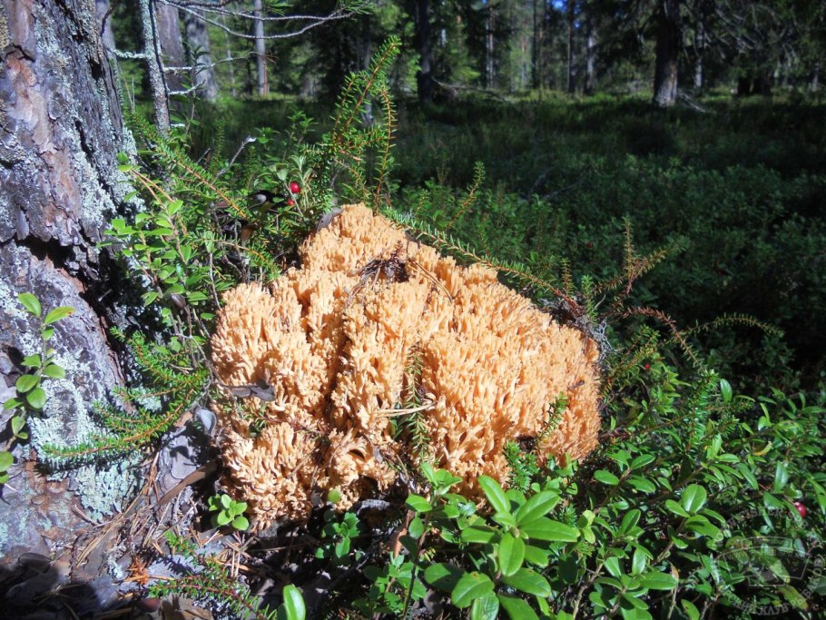 Рогатик Оленьи рожки гриб