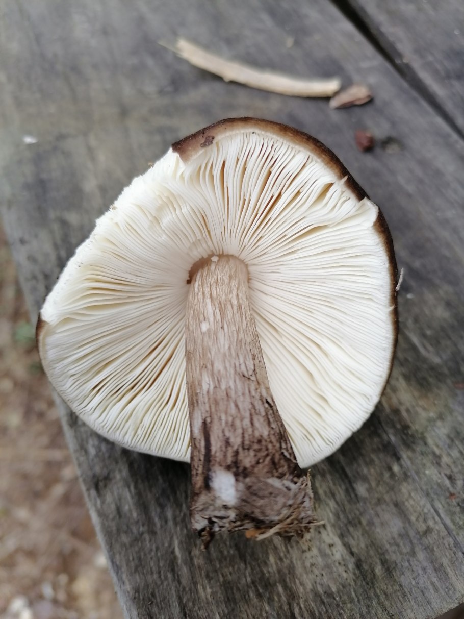 Оленьи рожки Ramaria Flava