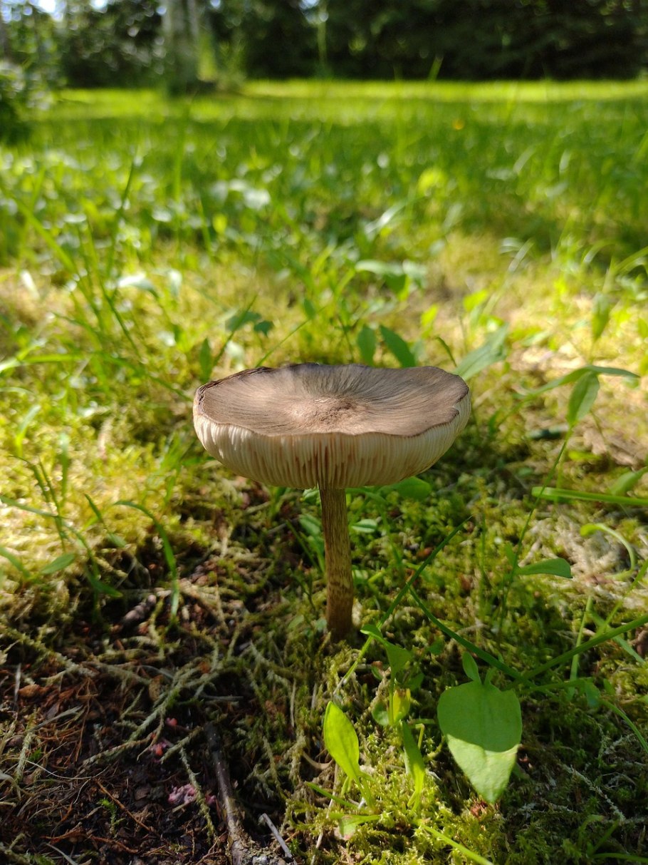 Плютей Олений гриб