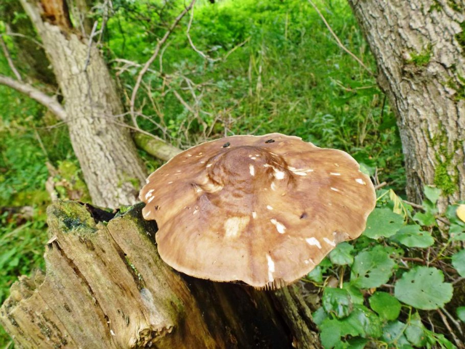 Оленьи рожки грибы