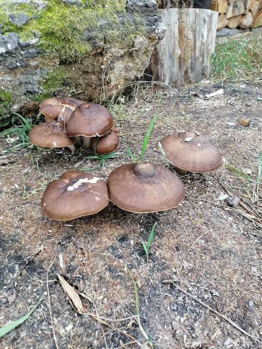 Плютей петаcатус