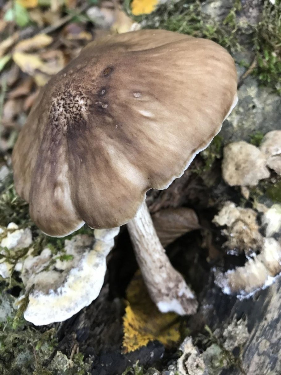 Плютей львино-жёлтый