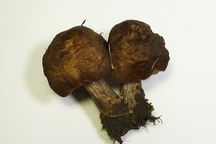 Трюфель олений гриб