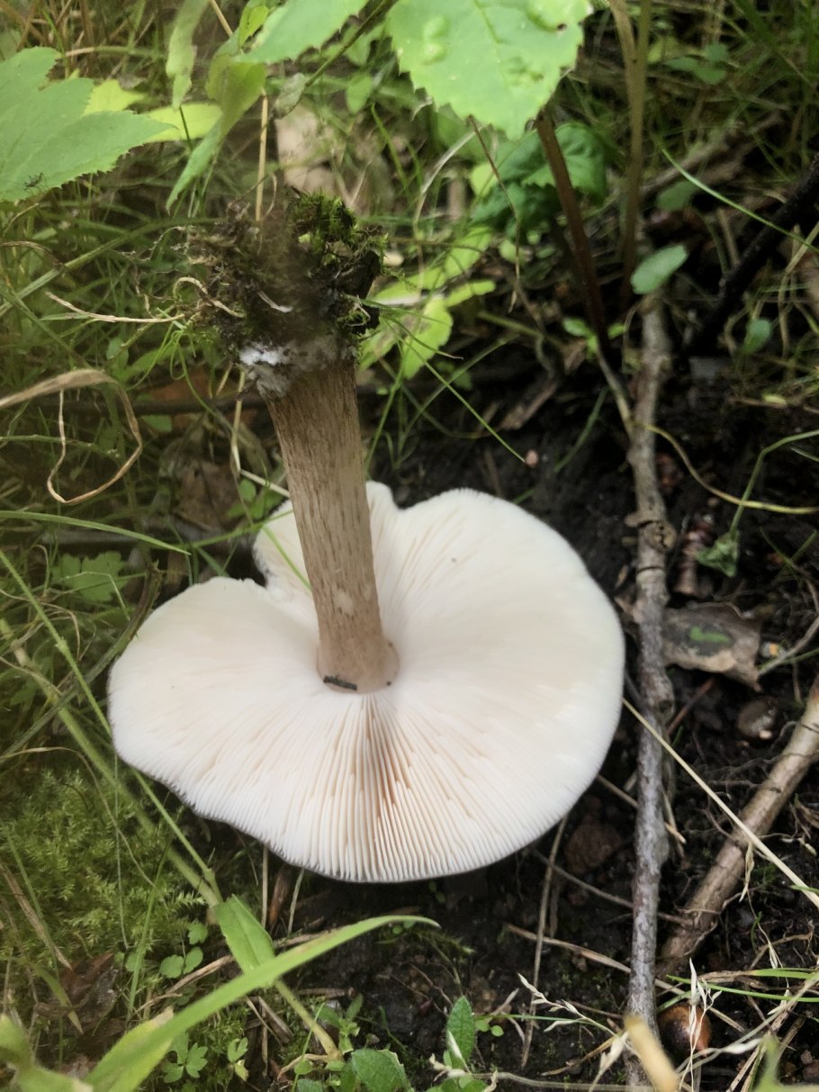 Гриб Оленья губа