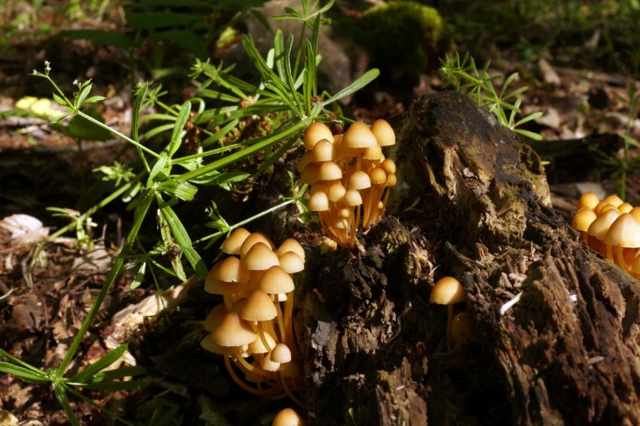 Оленьи рожки грибы