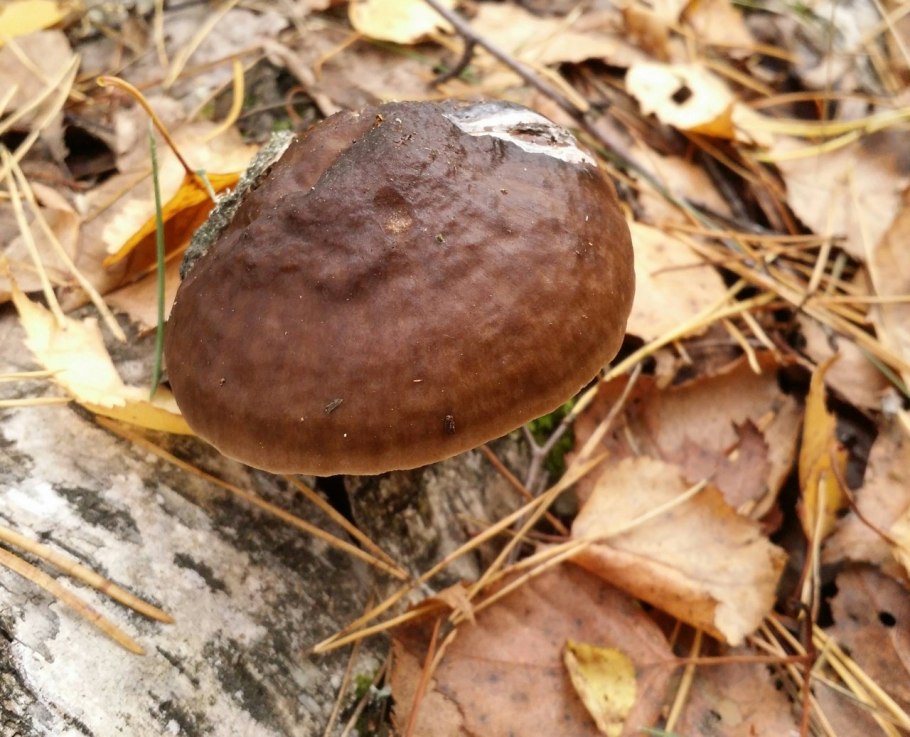 Плютей Олений Pluteus cervinus
