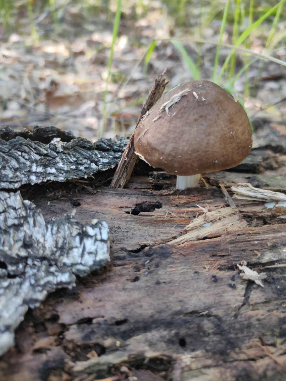 Пластинчатые грибы Плютей Олений