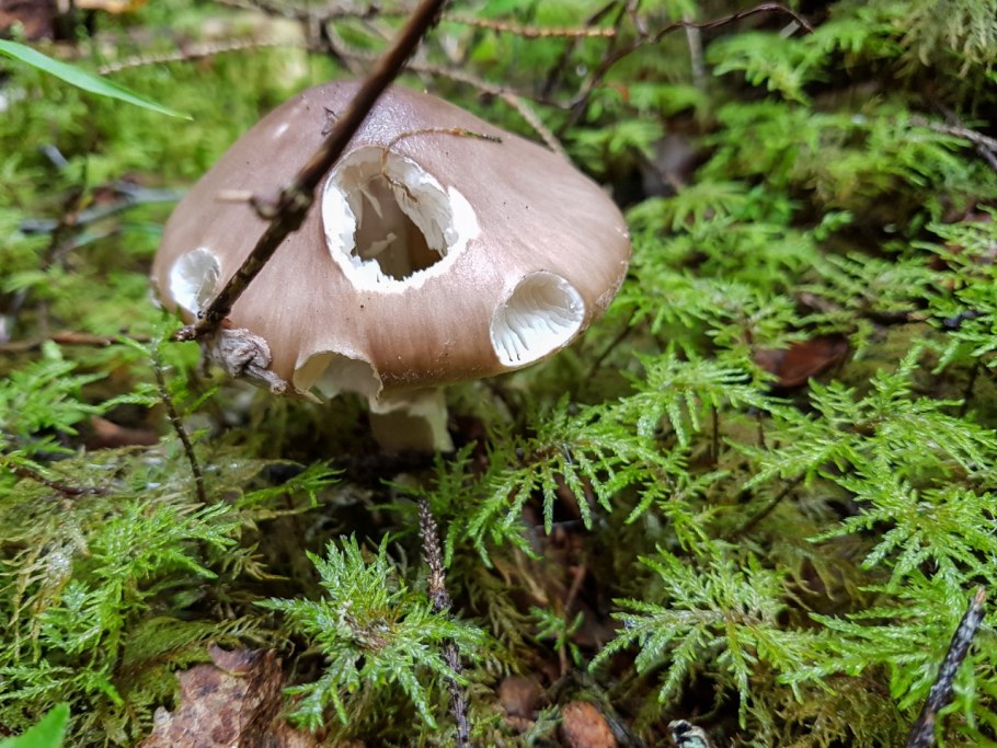 Плетень Олений гриб