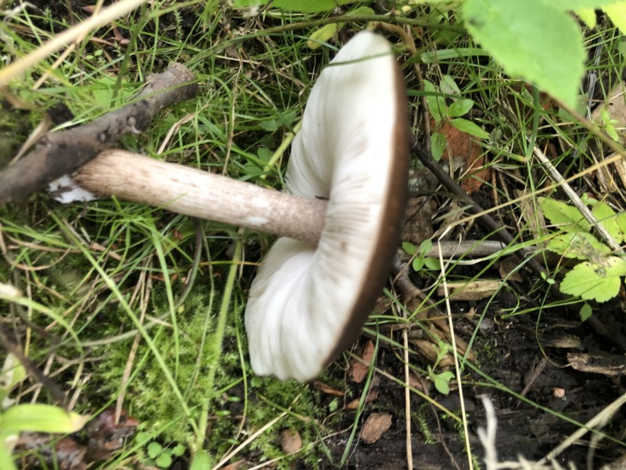 Гриб Олений язык