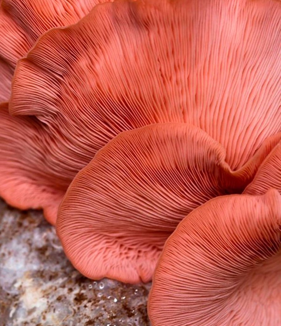 Гриб карало коралловый