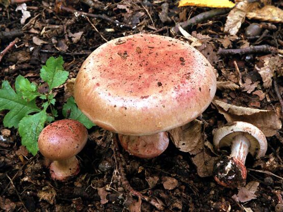 Cortinarius rufoolivaceus