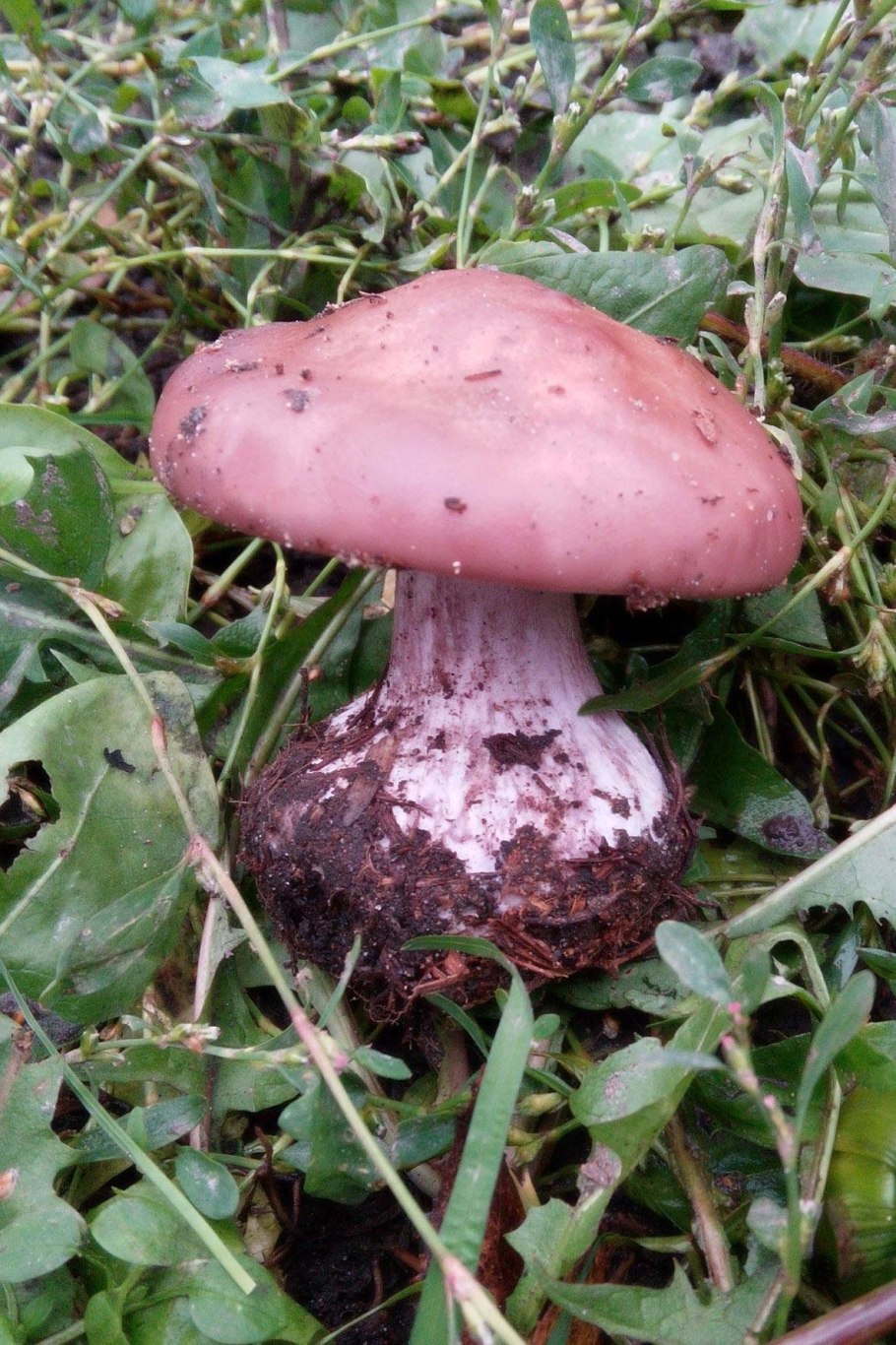Рядовка фиолетовая Lepista nuda