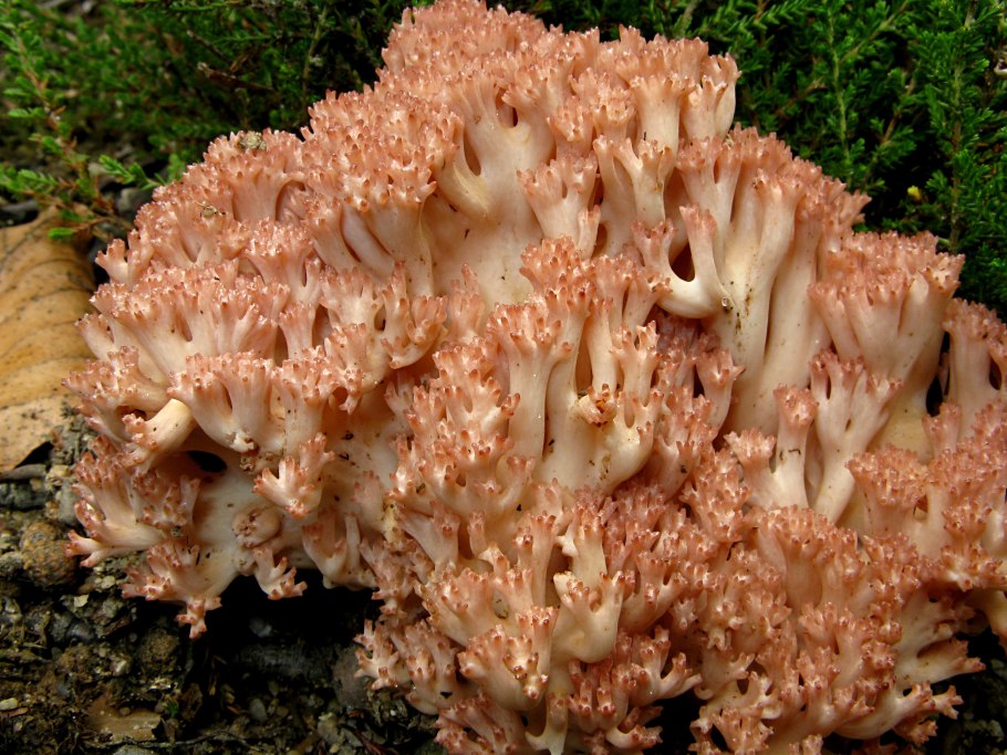 Рогатик гроздевидный (Ramaria Botrytis